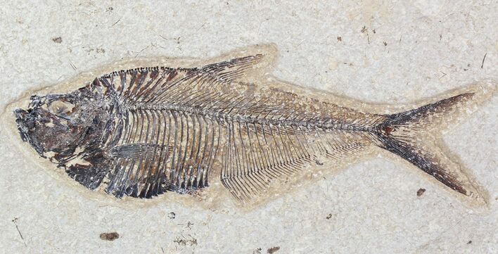 Diplomystus Fossil Fish - inch Layer #29552